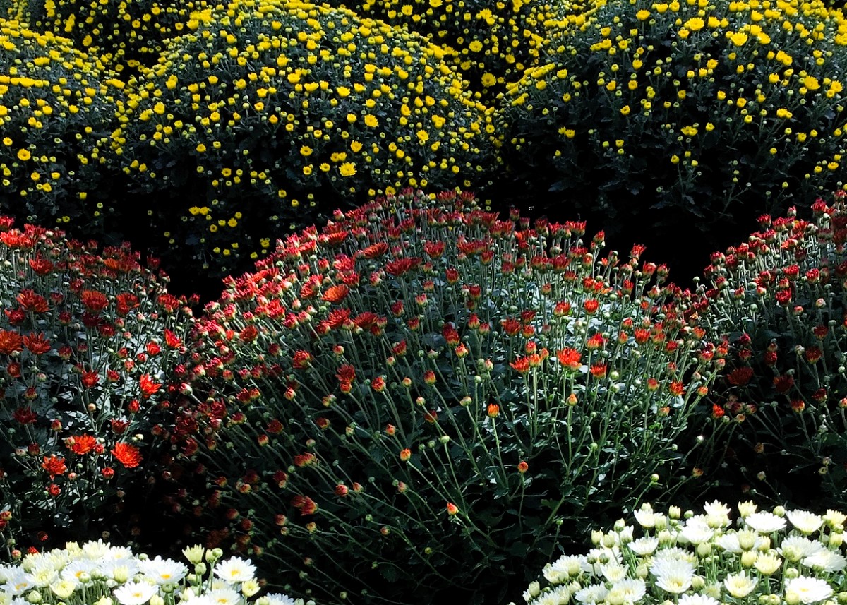 Monheimer Blumenmarkt